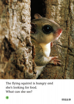 The Fantastic Flying Squirrel绘本故事第5页