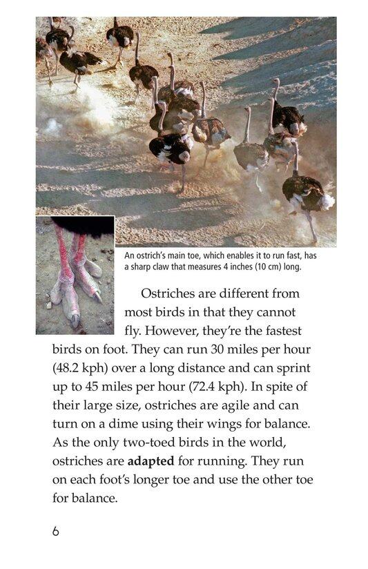Ostriches Giant Birds绘本故事第5页