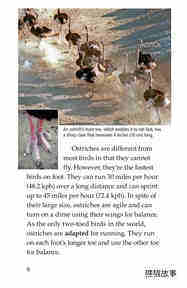Ostriches Giant Birds绘本故事第5页