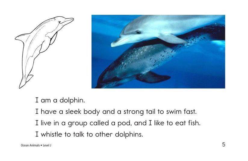Ocean Animals绘本故事第5页