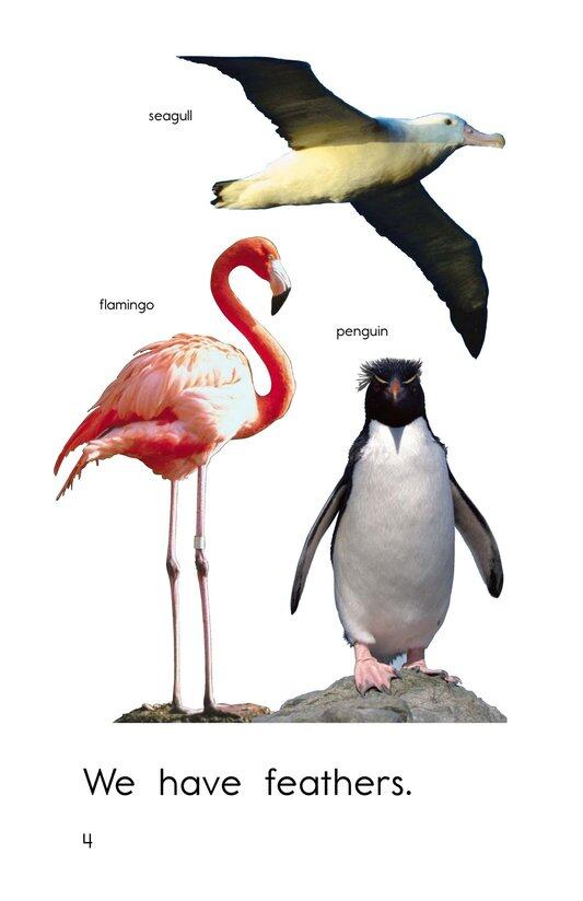 Animal Coverings绘本故事第4页