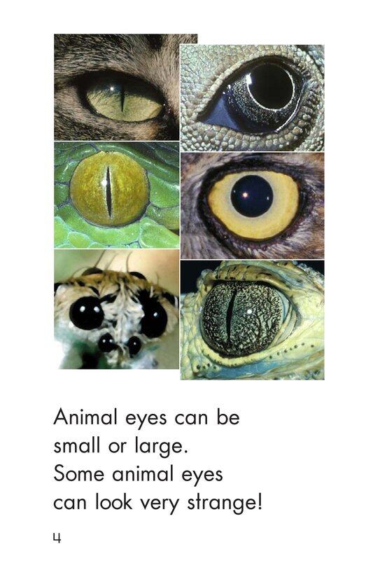 Animal Eyes绘本故事第4页