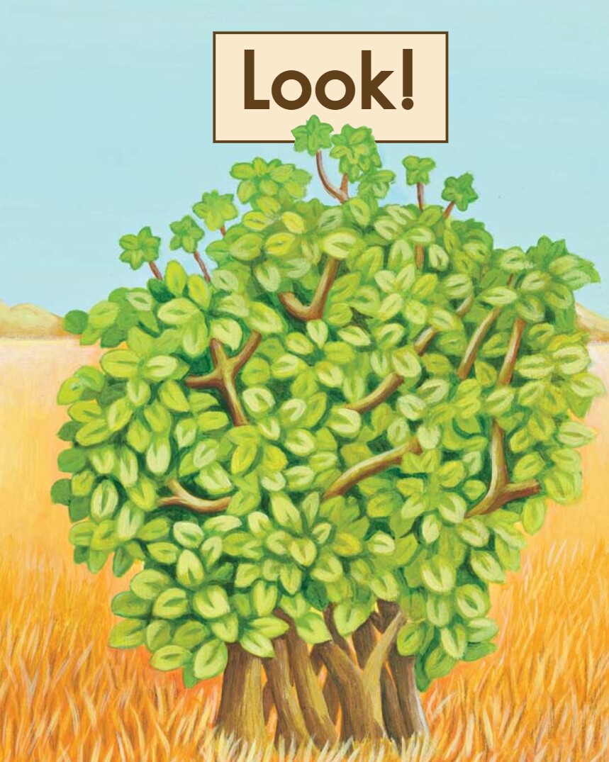 Look绘本故事第2页