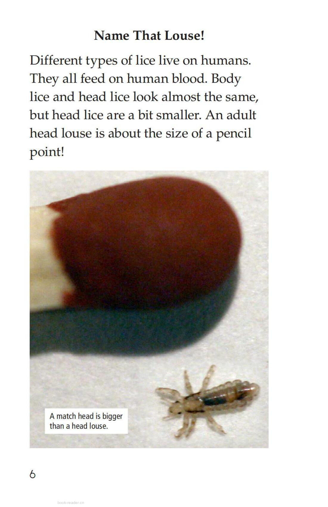 Lice Aren't Nice绘本故事第5页