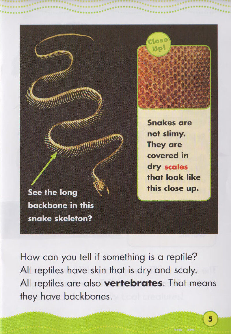 Really Cool Reptiles绘本故事第4页