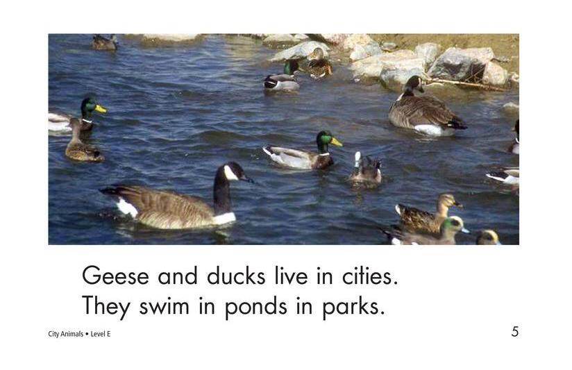 City Animals绘本故事第5页