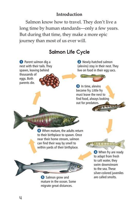 Saving the Salmon绘本故事第3页