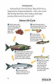 Saving the Salmon绘本故事第3页