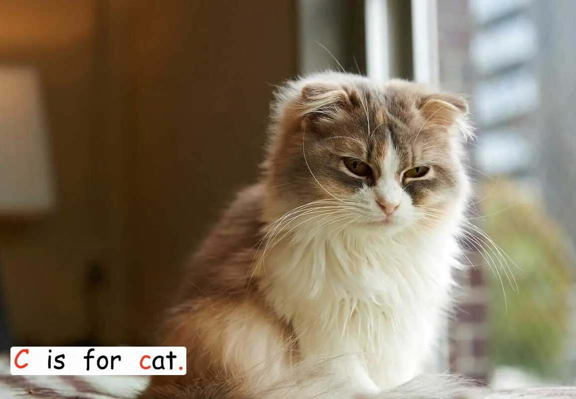 look after pets绘本故事第5页