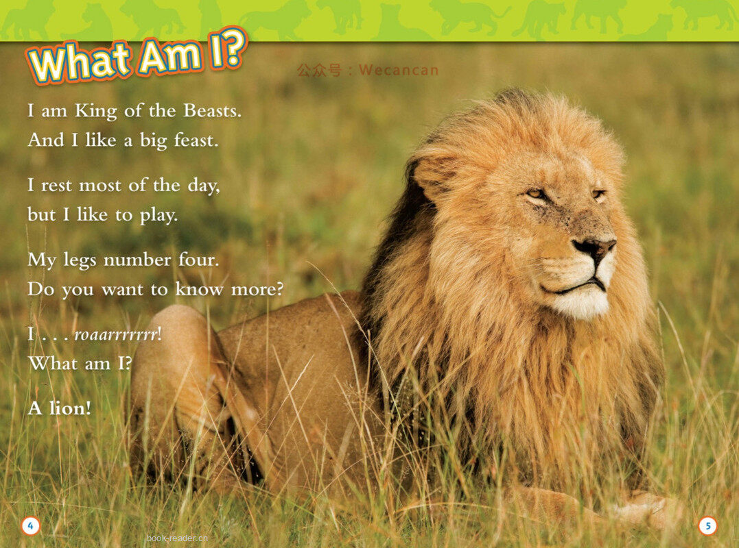 Lions绘本故事第3页