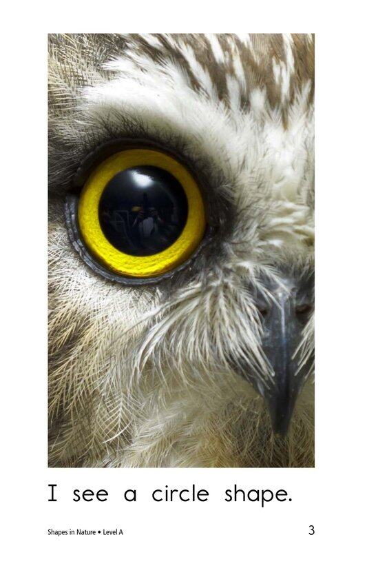 Shapes in Nature绘本故事第3页