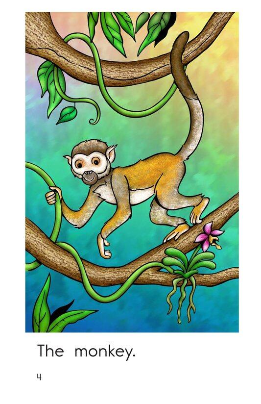 Rainforest Animals绘本故事第4页