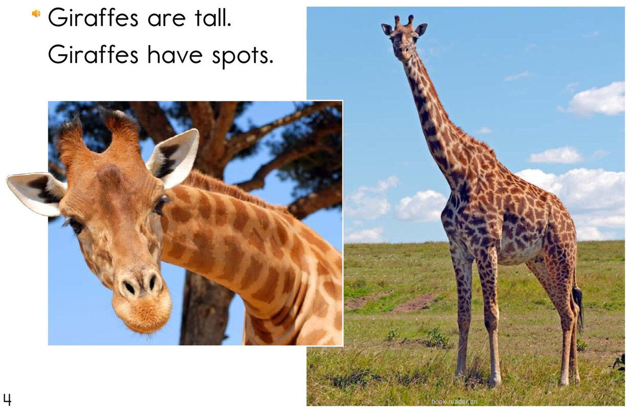 Animals,Animals	绘本故事第4页