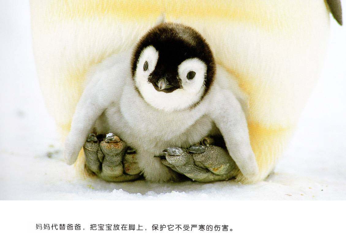 亲子绘本 帝企鹅的一家绘本故事第4页