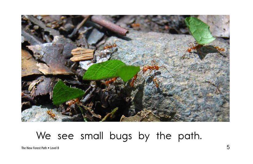 The New Forest Path绘本故事第5页