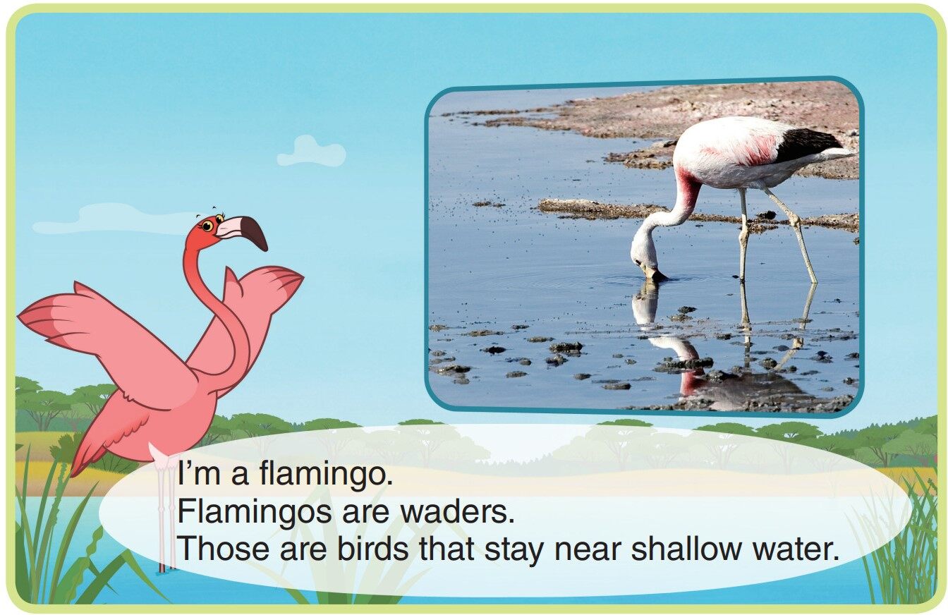 Flamingo绘本故事第3页