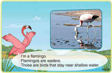 Flamingo绘本故事第3页