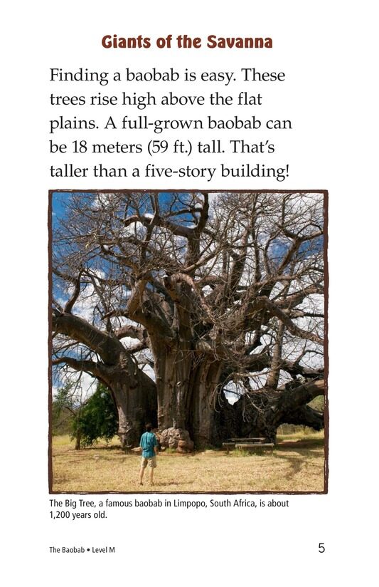 The Baobab绘本故事第4页