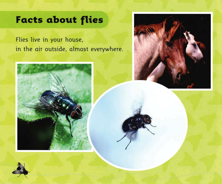 Fly Facts绘本故事第5页