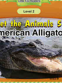 American Alligator
