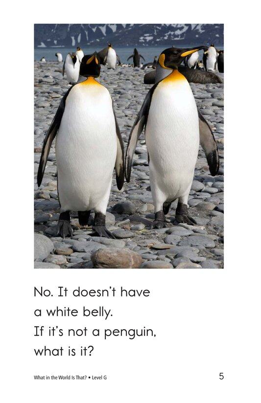 What in the World Is That绘本故事第5页