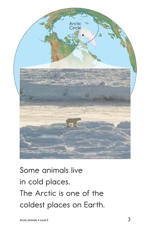 Arctic Animals绘本故事第3页