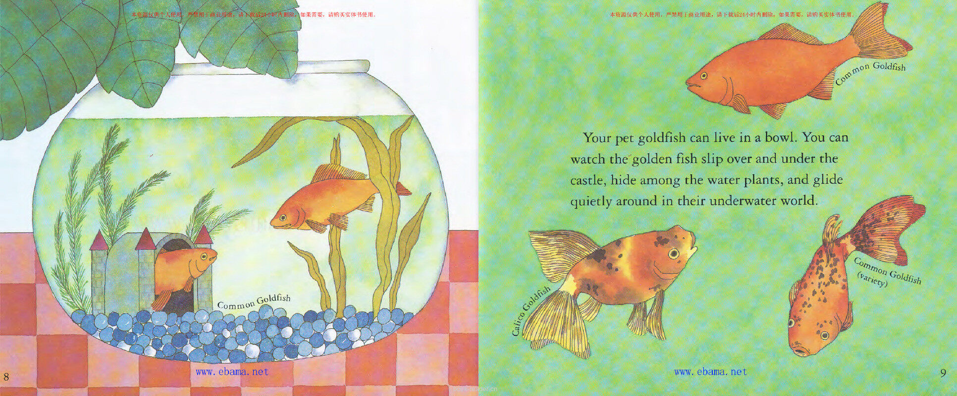 What is It Like to Be a Fish绘本故事第5页