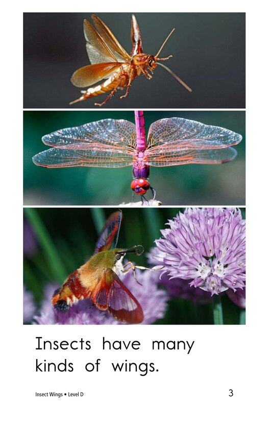 Insect Wings绘本故事第3页