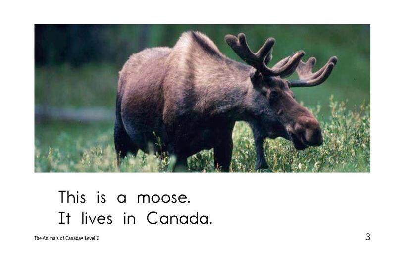The Animals of Canada绘本故事第3页