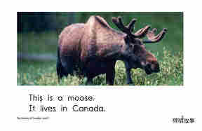 The Animals of Canada绘本故事第3页