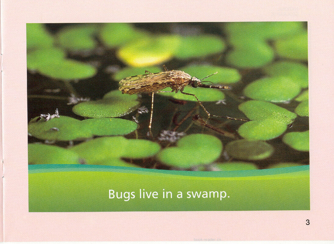 What Lives in a Swamp绘本故事第4页
