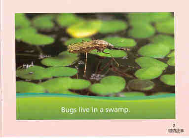 What Lives in a Swamp绘本故事第4页