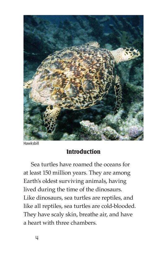 Sea Turtles绘本故事第3页