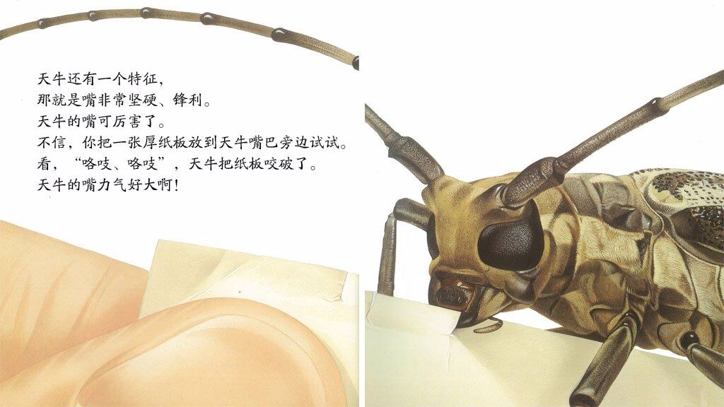 铁嘴伐木工天牛绘本故事第5页