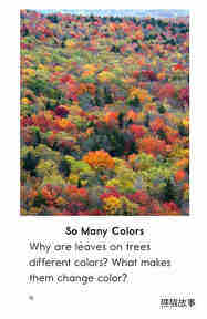 Why Do Leaves Change Color绘本故事第3页