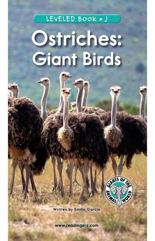 Ostriches Giant Birds绘本故事第2页