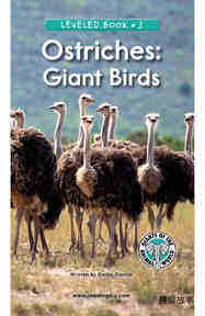 Ostriches Giant Birds绘本故事第2页