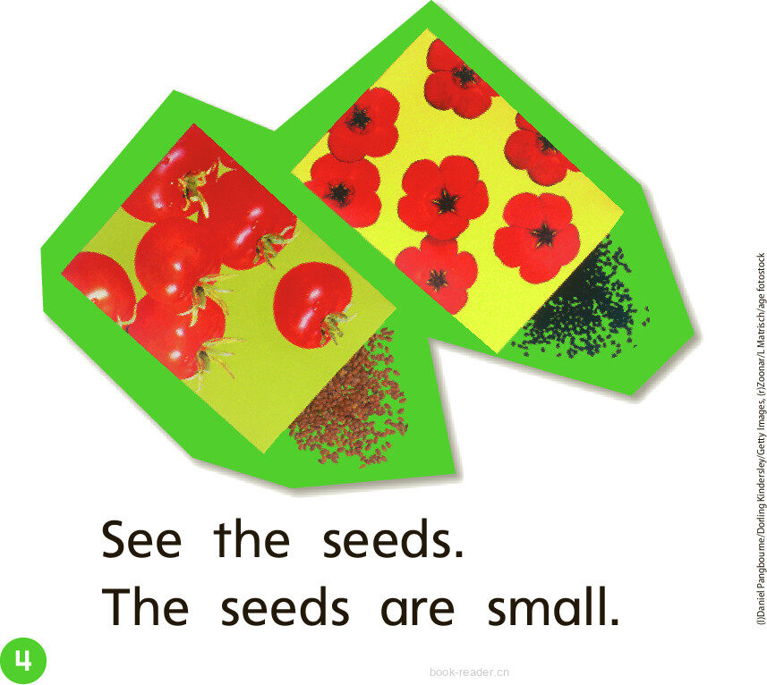 GK Beyond U01W3 See It Grow!绘本故事第5页