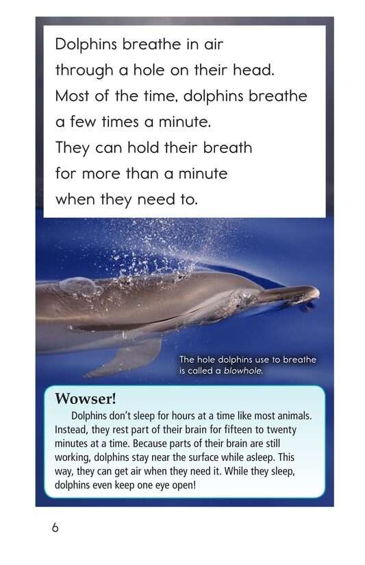 Dolphins绘本故事第5页