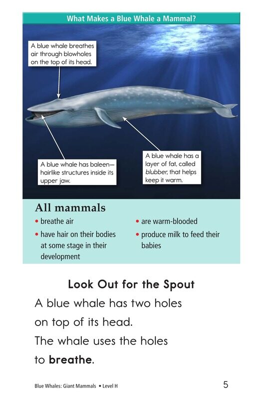 Blue Whales Giant Mammals绘本故事第4页