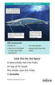 Blue Whales Giant Mammals绘本故事第4页