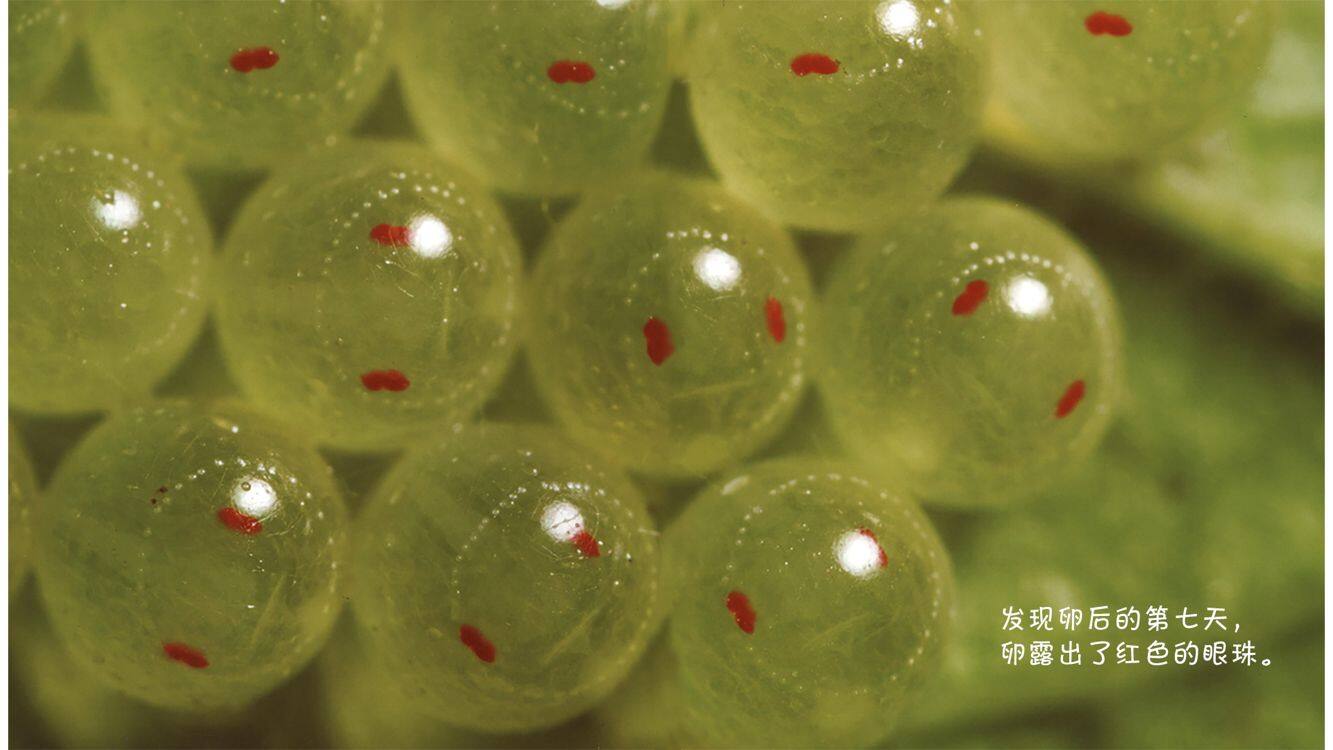 诞生了！蝽绘本故事第5页