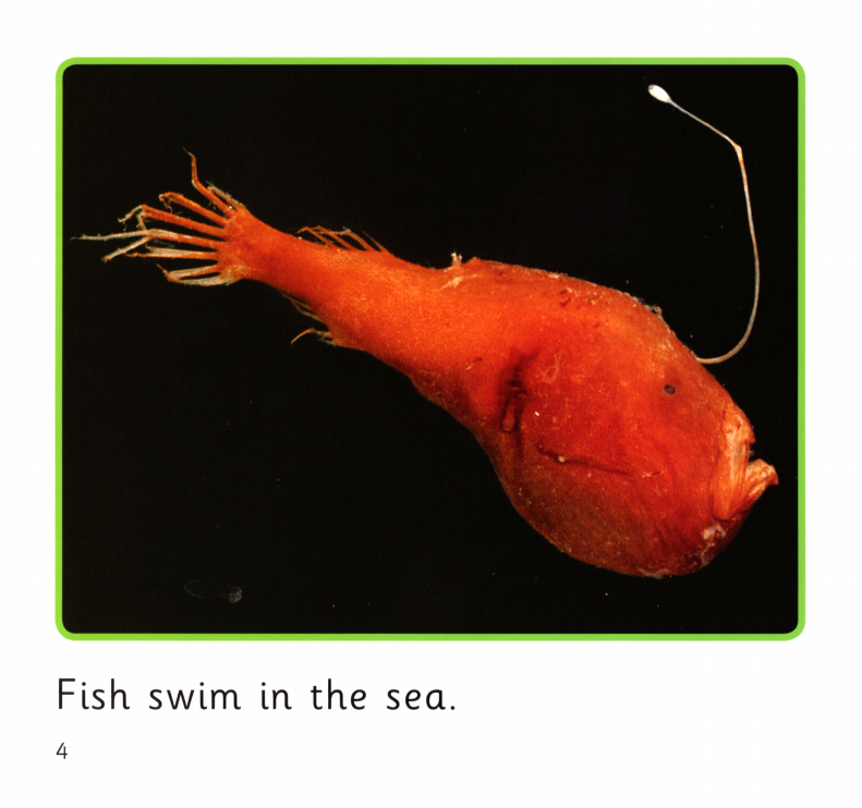 In the Sea绘本故事第4页