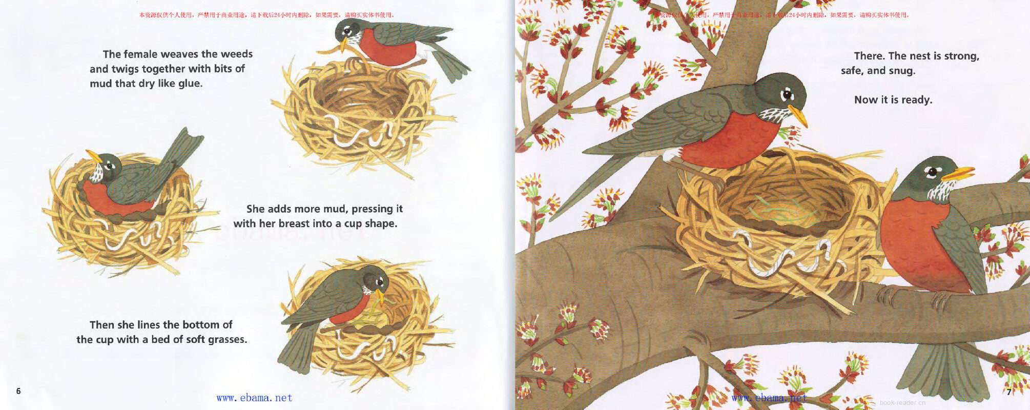 A Nest Full of Eggs绘本故事第4页