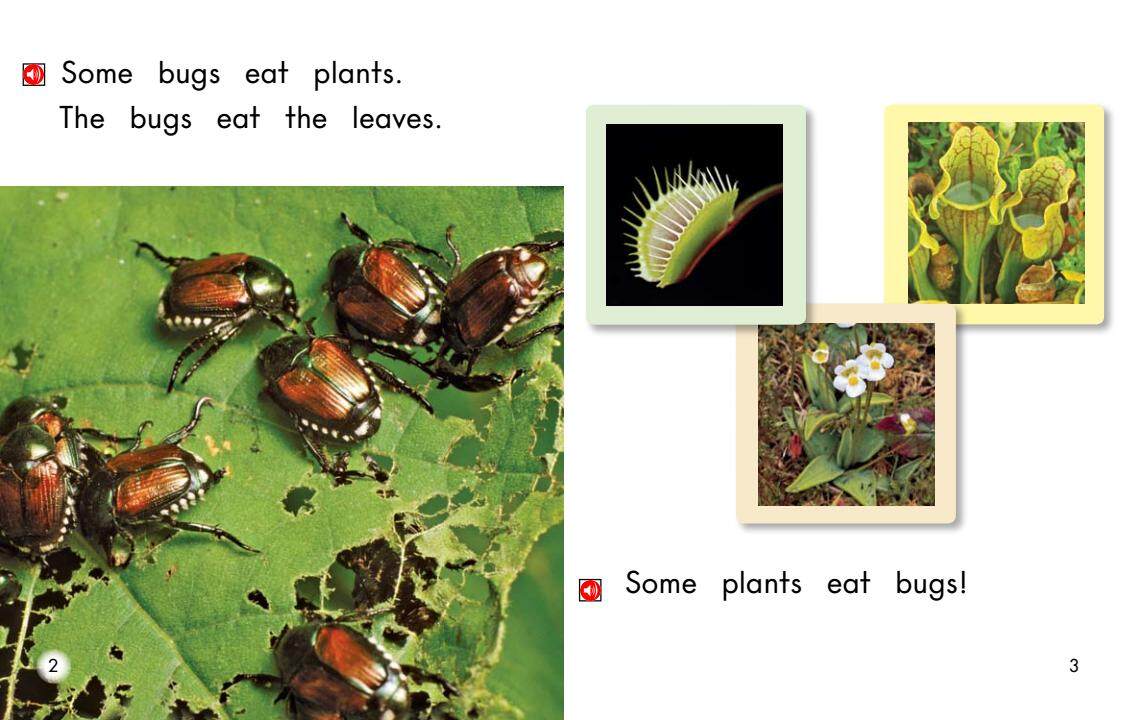 Plants That Eat Bugs绘本故事第3页