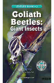 Goliath Beetles Giant Insects