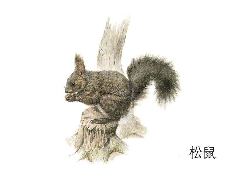 宝宝一起捉迷藏绘本故事第3页