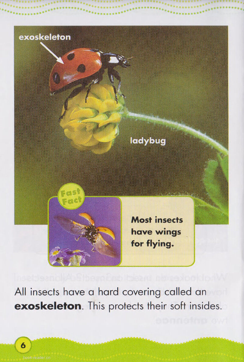 Incredible Insects绘本故事第5页