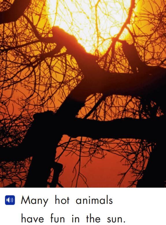 Animals in the Sun绘本故事第4页