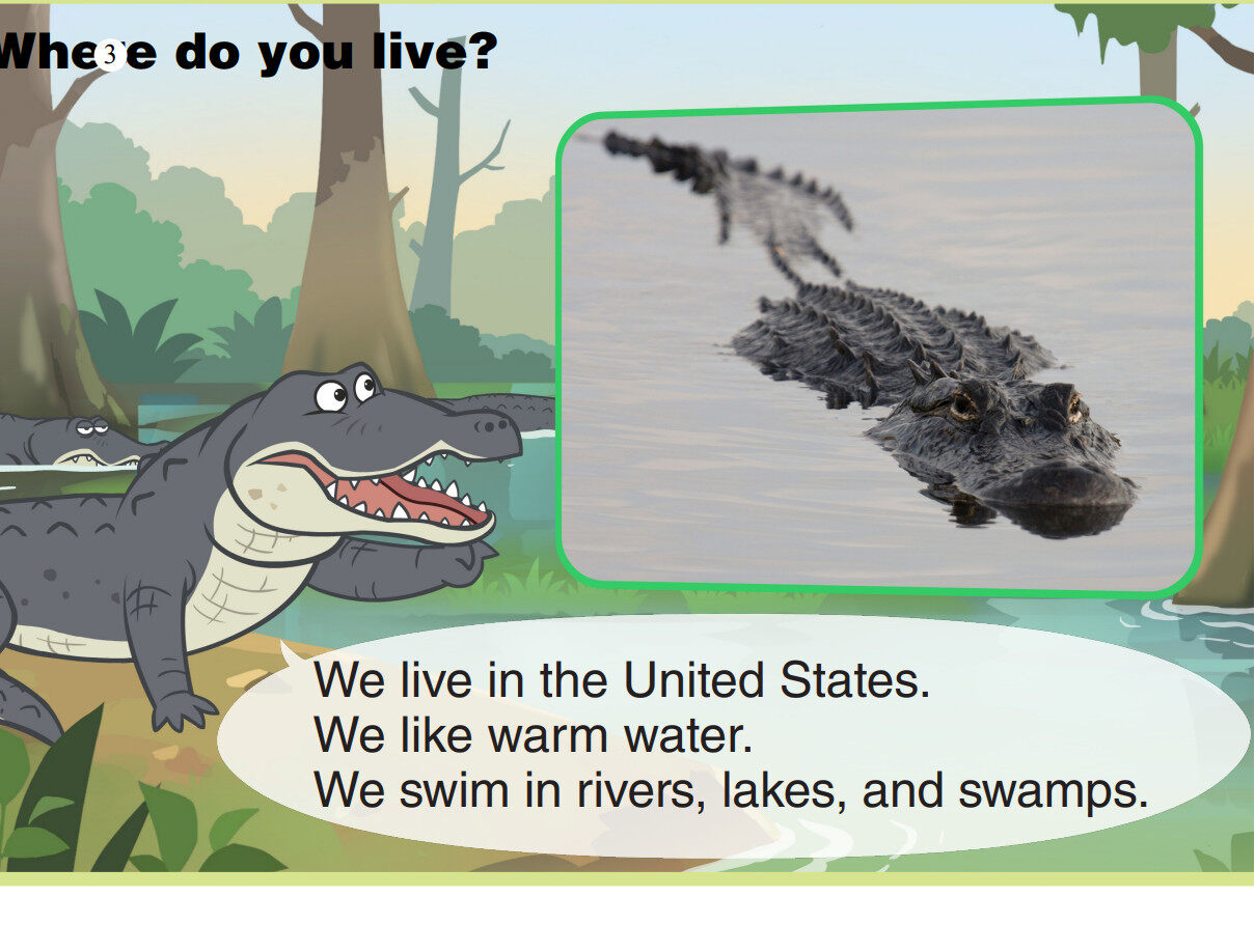 American Alligator绘本故事第4页